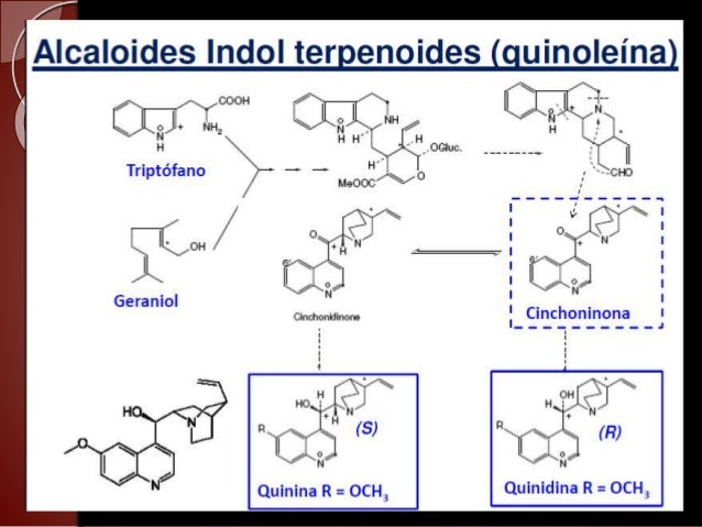 alcaloides indolicos